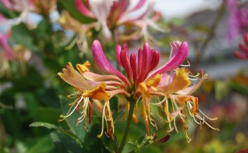 Co kupić wodę toaletową czy perfumowaną?