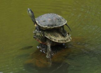 Jak nakładać bazę pod podkład? Jak nakładać bazę pod podkład?