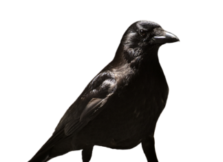 Ile zwolnienia po usunięciu paznokcia? Ile zwolnienia po usunięciu paznokcia?