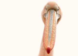 Czy można mieć sama bazę na paznokciach?