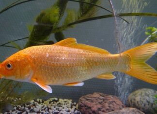 Czy można nosić hybrydy cały czas?