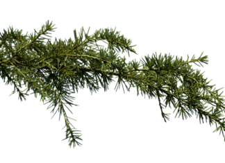 Jakie krople na zatkane uszy? Jakie krople na zatkane uszy?