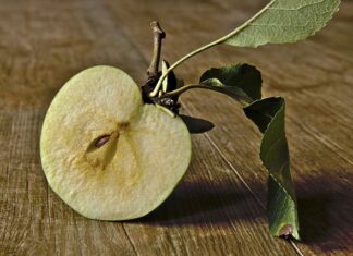 Jak długo rozkłada się ogryzek jabłka? Jak długo rozkłada się ogryzek jabłka?
