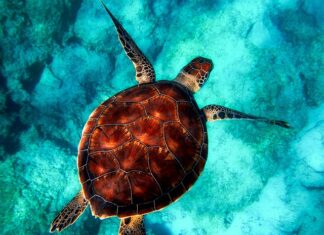 Jakie zwierzęta leczy weterynarz? Jakie zwierzęta leczy weterynarz?