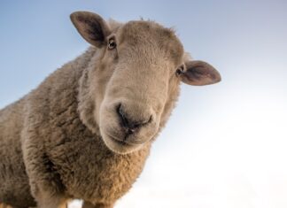 Czym się różni wełna mineralna od waty szklanej? Czym się różni wełna mineralna od waty szklanej?