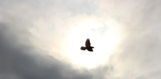 Ile kosztuje przelot helikopterem medycznym?