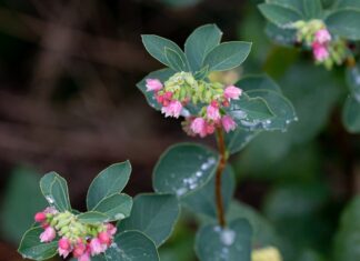 Czym zmiękczyć woskowinę w uchu? Czym zmiękczyć woskowinę w uchu?
