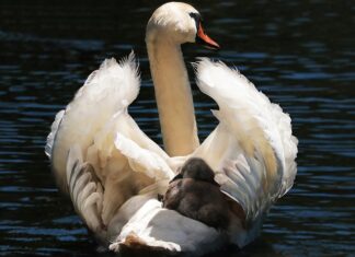Kiedy wyjąć wkładkę dla niemowlaka z fotelika?